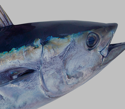 Brine Injection Fish
